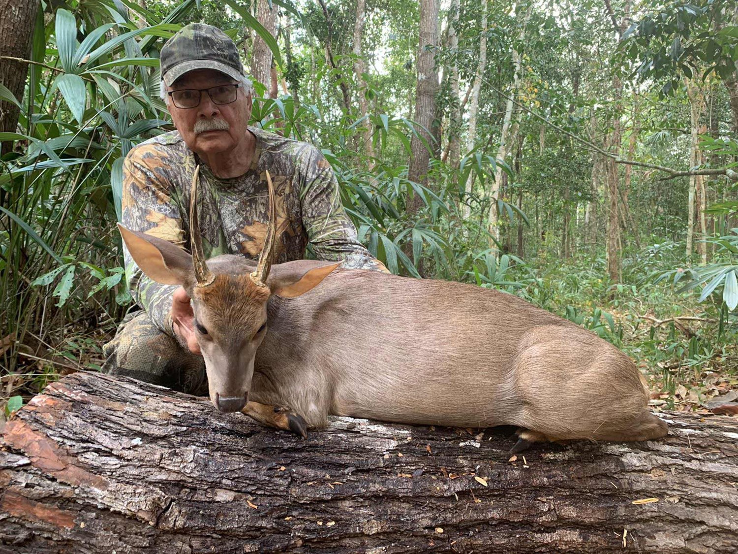 Gray brocket deer hunting gallery
