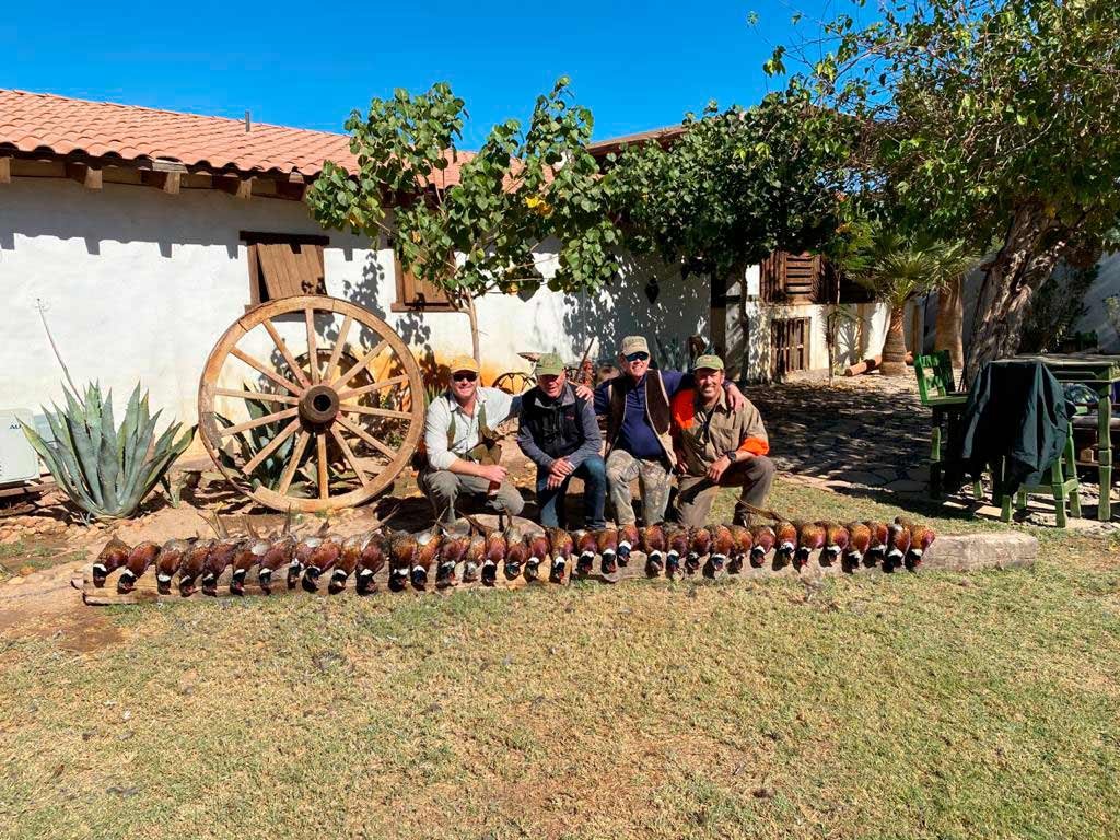 Wild pheasant hunting gallery