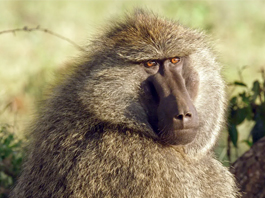 Baboon