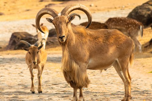 Barbary Sheep