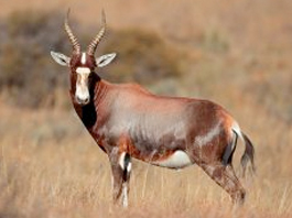 Blesbuck Common