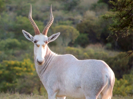 Blesbuck White
