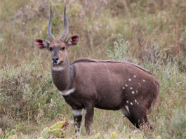 Bushbuck