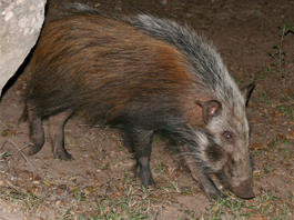 Bushpig