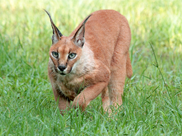Caracal