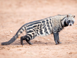 Civet