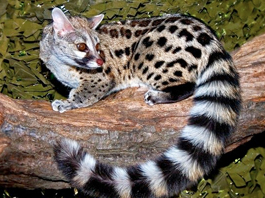Genet