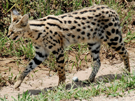 Serval