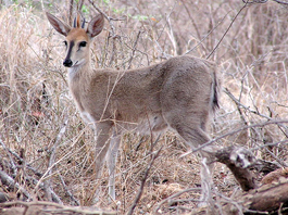 Common Duiker