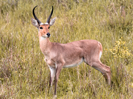 Common Reedbuck