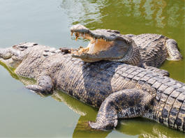 Crocodile