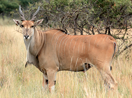 Eland Livingstone