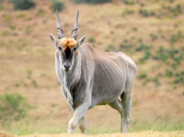 Eland Cape