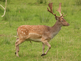 Fallow Deer