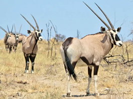 Gemsbuck Common