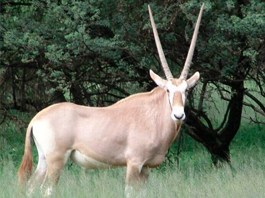 Gemsbuck Golden