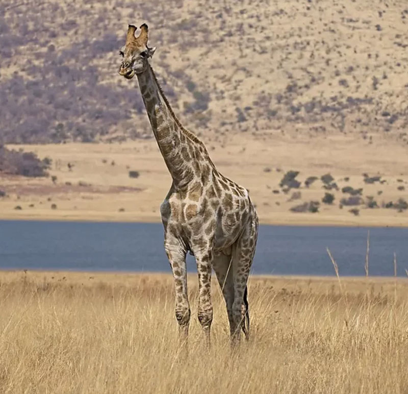 Giraffe Light Brown
