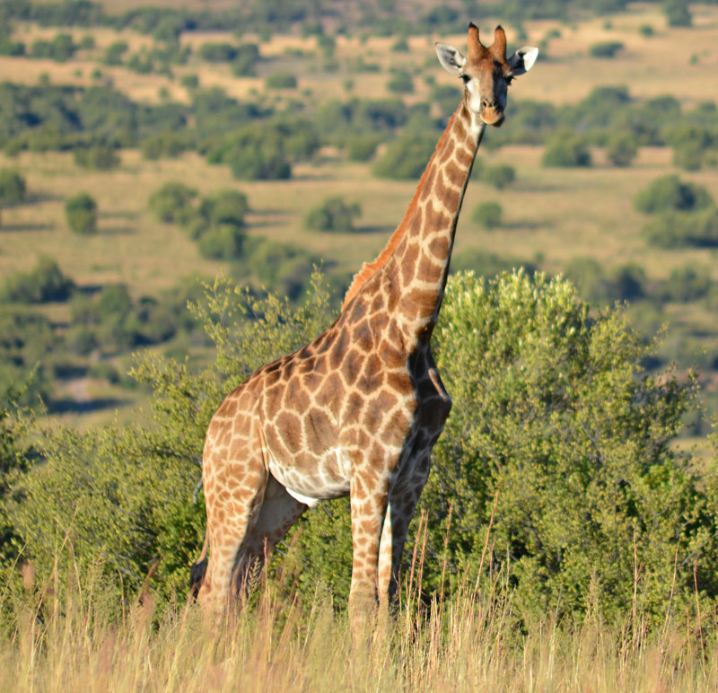Giraffe Medium Brown
