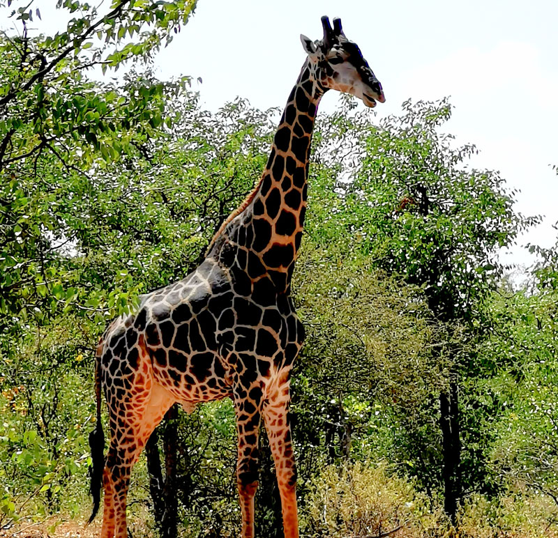 Giraffe Dark to Black