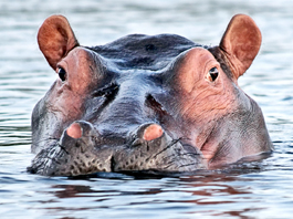 Hippo