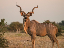 Kudu Greater<55"