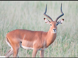 Impala