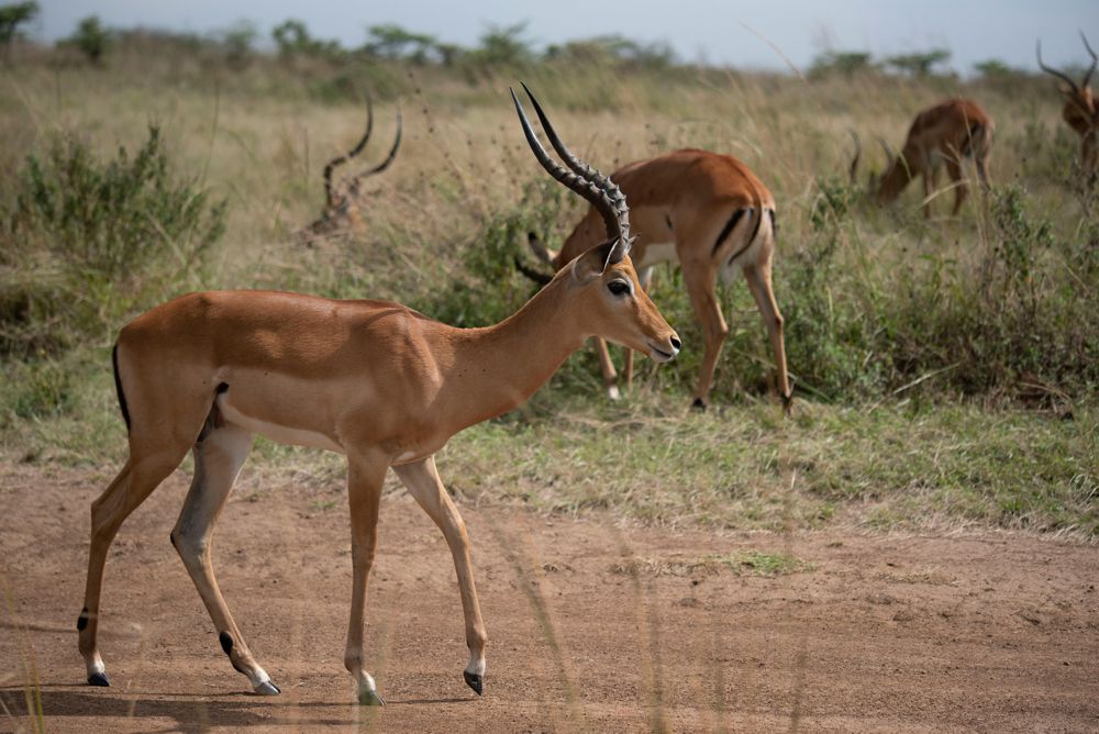Free-State Impala