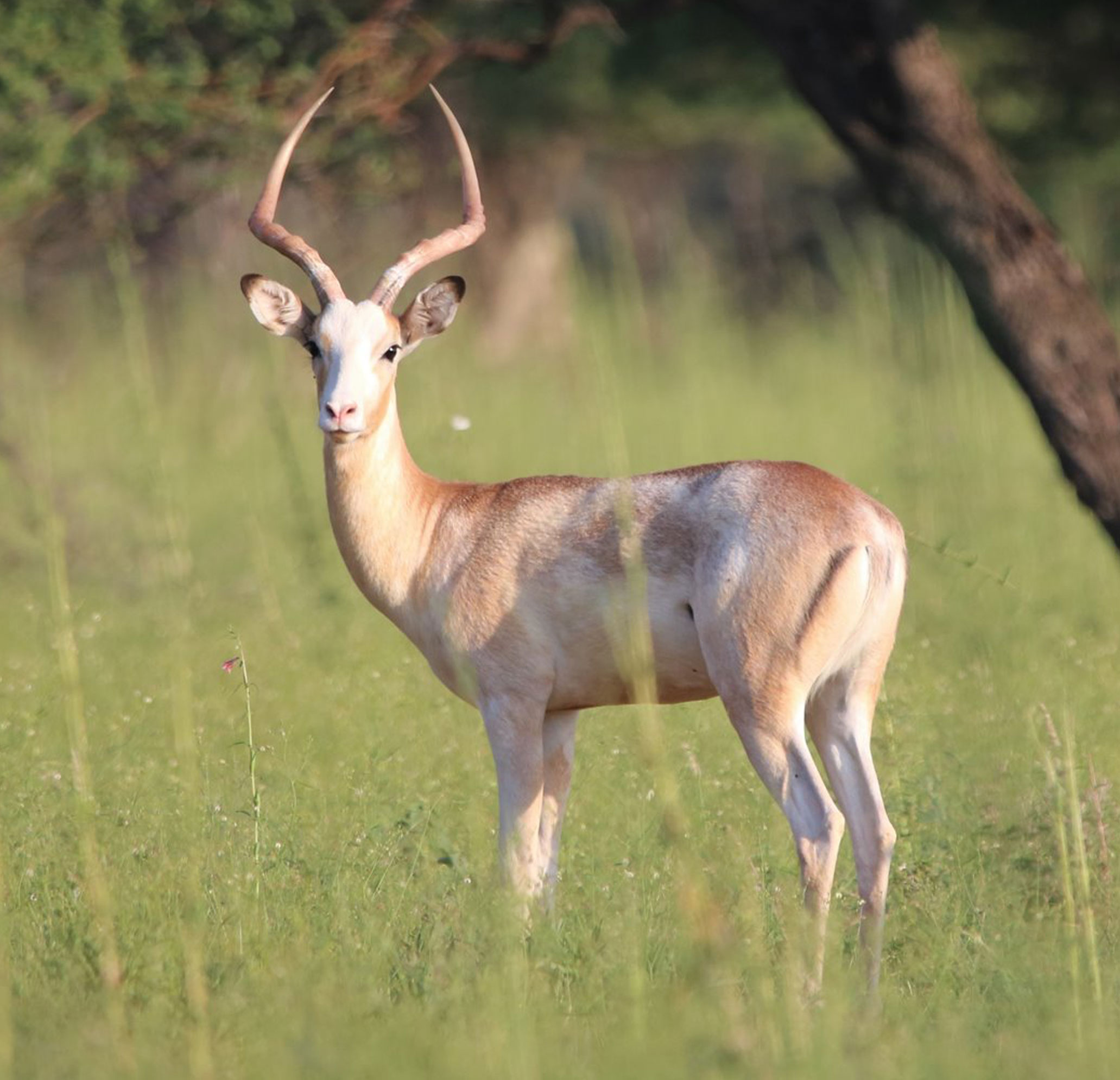 Impala White Flank