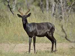 Impala Black