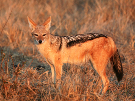 Jackal