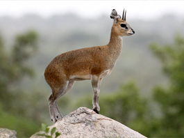 Klipspringer