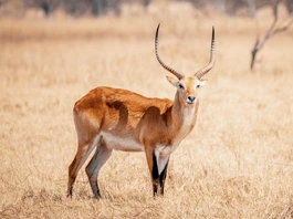 Lechwe