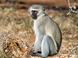 Monkey Vervet