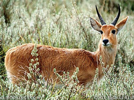Mountain Reedbuck