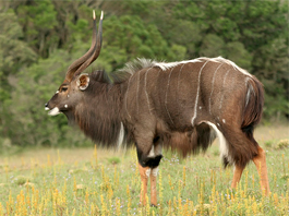 Nyala