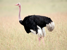 Ostrich