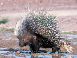 Porcupine