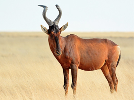 Red Hartebeest