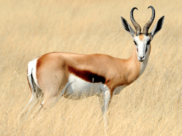 Springbuck Common
