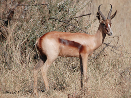 Springbuck Copper