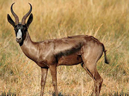 Springbuck Black