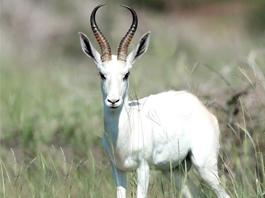 Springbuck White