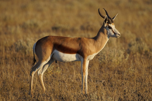 Kalahari Springbuck