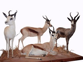 Springbuck Grandslam