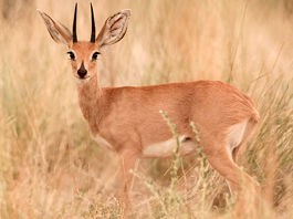 Steenbuck