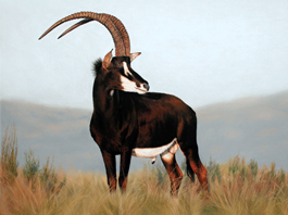 Sable up to 42"