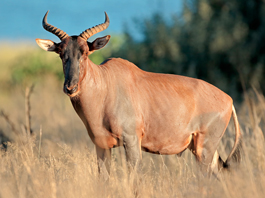 Tsessebe