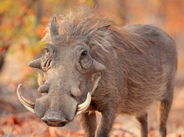Warthog