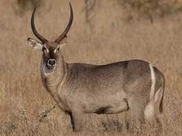 Waterbuck
