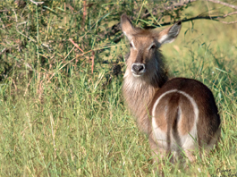 Waterbuck Cow